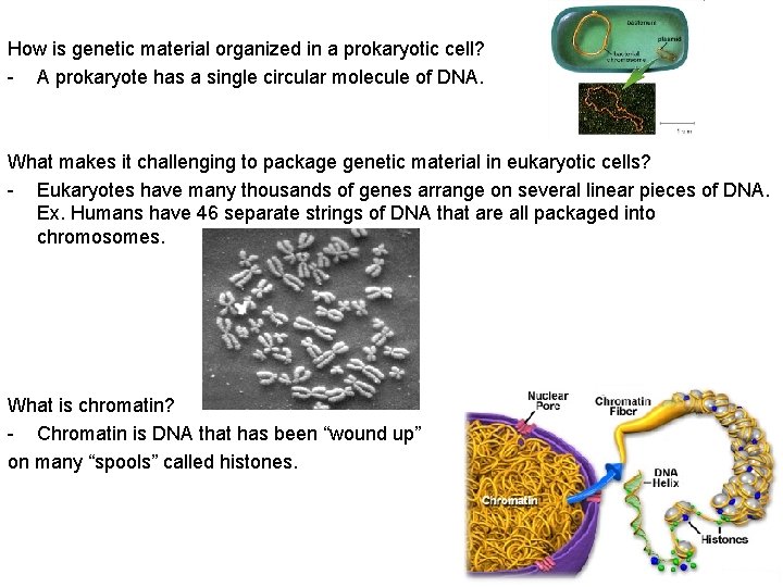 How is genetic material organized in a prokaryotic cell? - A prokaryote has a