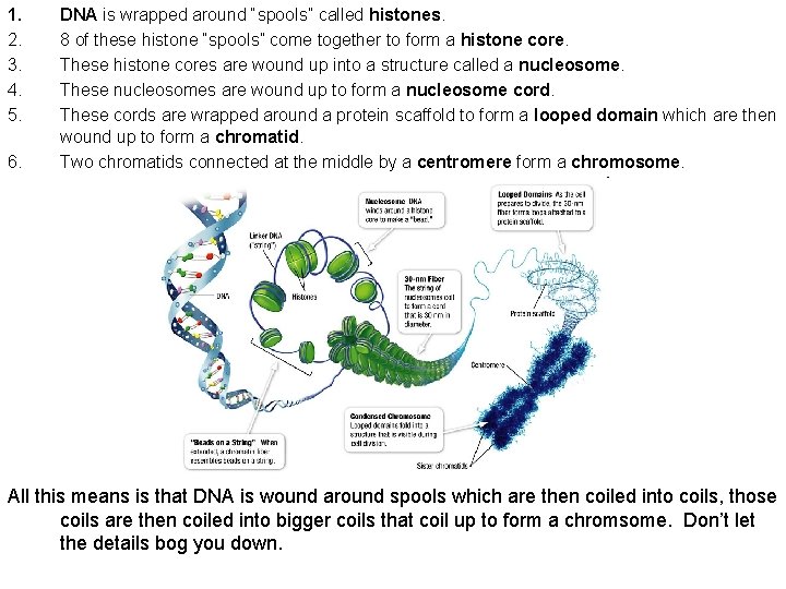 1. 2. 3. 4. 5. 6. DNA is wrapped around “spools” called histones. 8