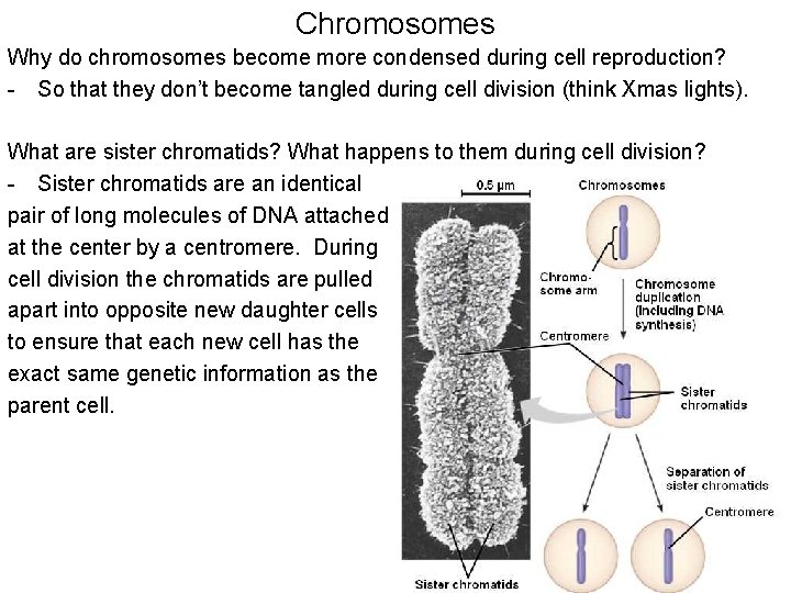 Chromosomes Why do chromosomes become more condensed during cell reproduction? - So that they