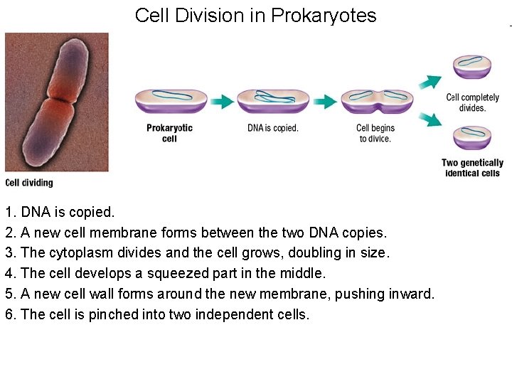 Cell Division in Prokaryotes 1. DNA is copied. 2. A new cell membrane forms