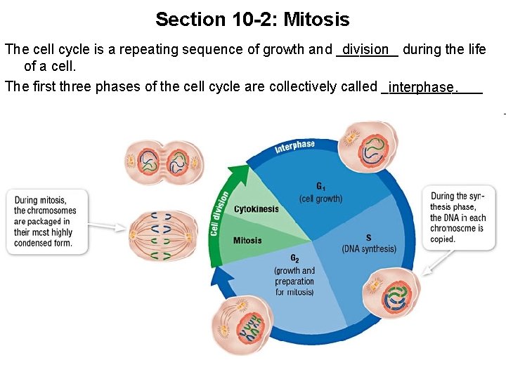 Section 10 -2: Mitosis division during the life The cell cycle is a repeating