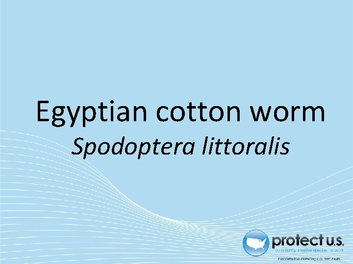 Egyptian cotton worm Spodoptera littoralis 