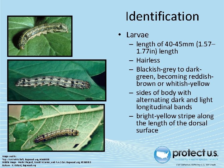 Identification • Larvae – length of 40 -45 mm (1. 57– 1. 77 in)