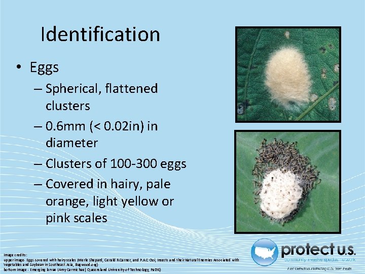 Identification • Eggs – Spherical, flattened clusters – 0. 6 mm (< 0. 02