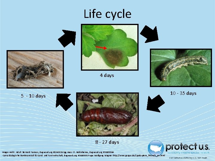 Life cycle 4 days 10 - 35 days 5 - 10 days 8 -