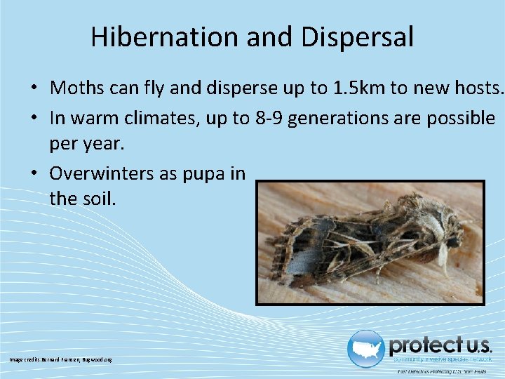 Hibernation and Dispersal • Moths can fly and disperse up to 1. 5 km