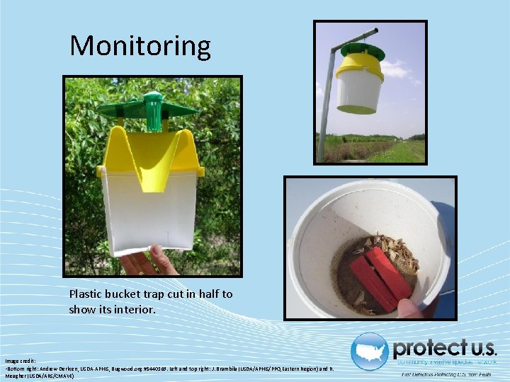 Monitoring Plastic bucket trap cut in half to show its interior. Image credit: •