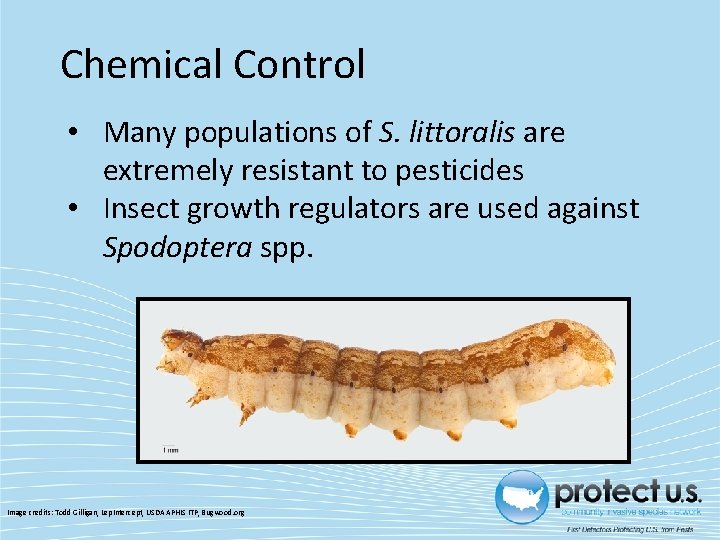 Chemical Control • Many populations of S. littoralis are extremely resistant to pesticides •