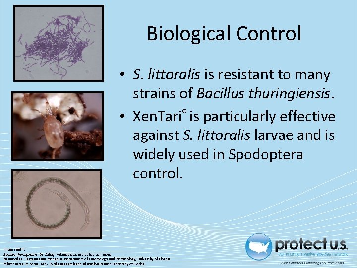 Biological Control • S. littoralis is resistant to many strains of Bacillus thuringiensis. •