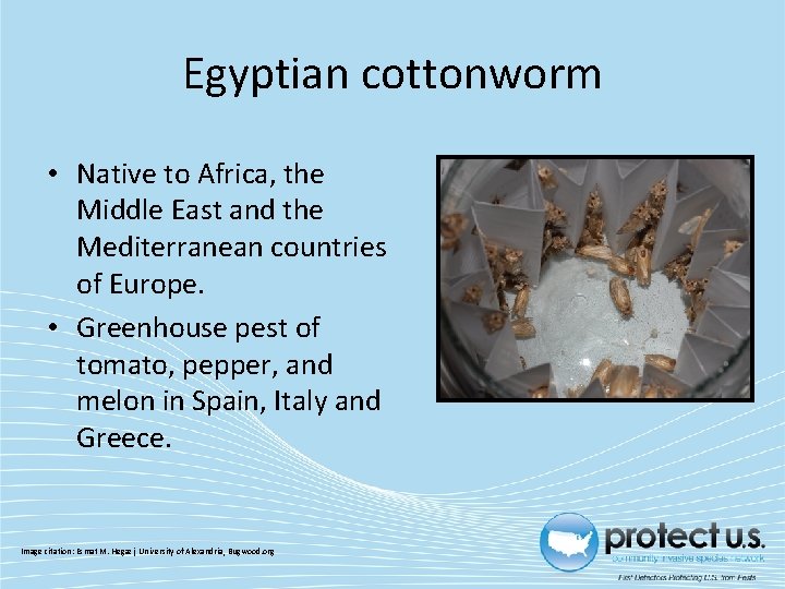 Egyptian cottonworm • Native to Africa, the Middle East and the Mediterranean countries of