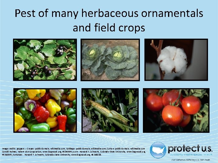 Pest of many herbaceous ornamentals and field crops Image credits: peppers – Grapes: public