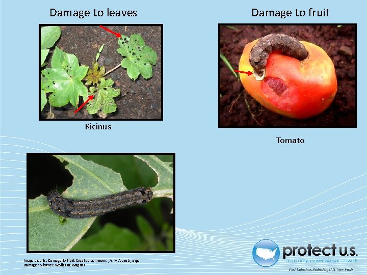 Damage to leaves Damage to fruit Ricinus Tomato Image credits: Damage to fruit: Creative
