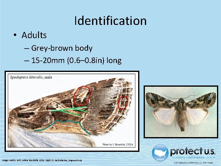  • Adults Identification – Grey-brown body – 15 -20 mm (0. 6– 0.