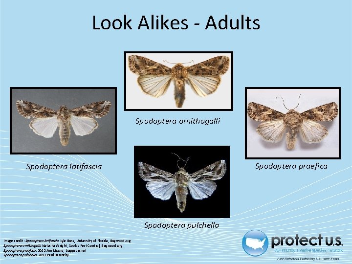 Look Alikes - Adults Spodoptera ornithogalli Spodoptera praefica Spodoptera latifascia Spodoptera pulchella Image credit: