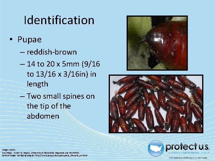 Identification • Pupae – reddish-brown – 14 to 20 x 5 mm (9/16 to