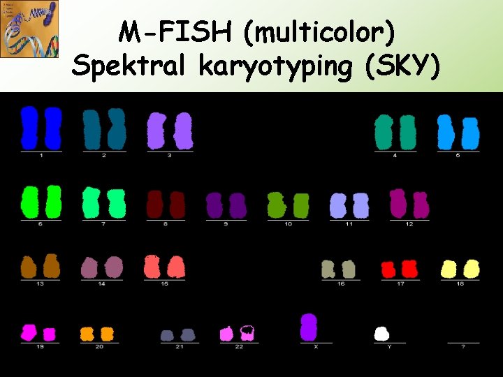 M-FISH (multicolor) Spektral karyotyping (SKY) 