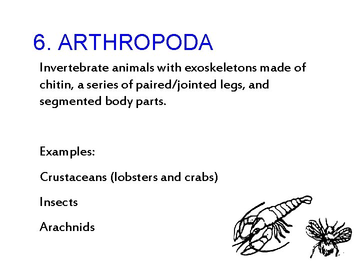 6. ARTHROPODA Invertebrate animals with exoskeletons made of chitin, a series of paired/jointed legs,