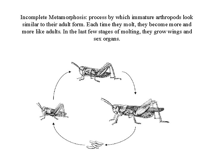 Incomplete Metamorphosis: process by which immature arthropods look similar to their adult form. Each