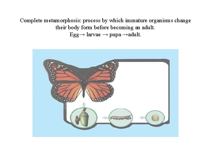 Complete metamorphosis: process by which immature organisms change their body form before becoming an