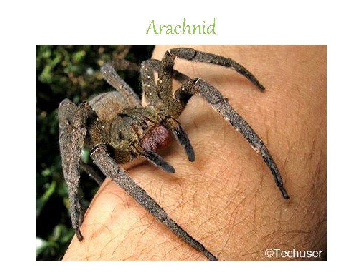 Arachnid 
