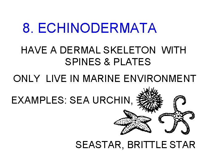 8. ECHINODERMATA HAVE A DERMAL SKELETON WITH SPINES & PLATES ONLY LIVE IN MARINE