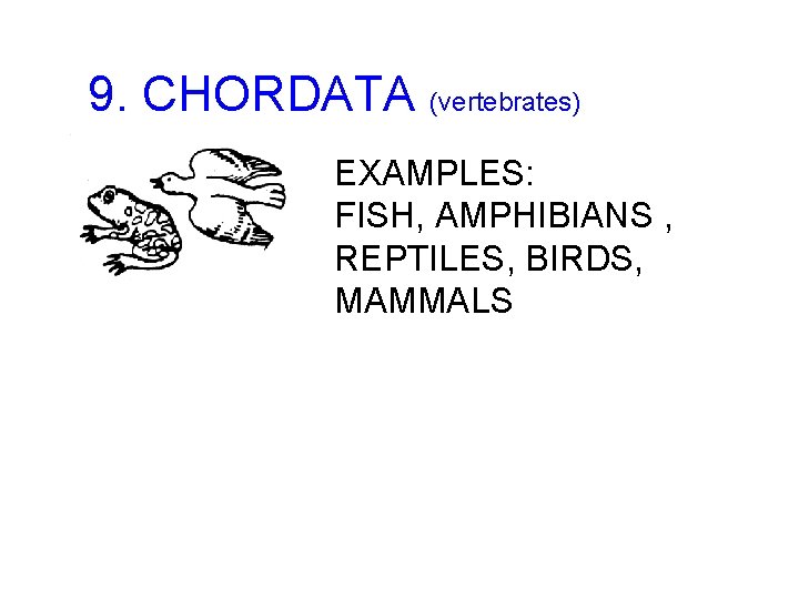 9. CHORDATA (vertebrates) EXAMPLES: FISH, AMPHIBIANS , REPTILES, BIRDS, MAMMALS 