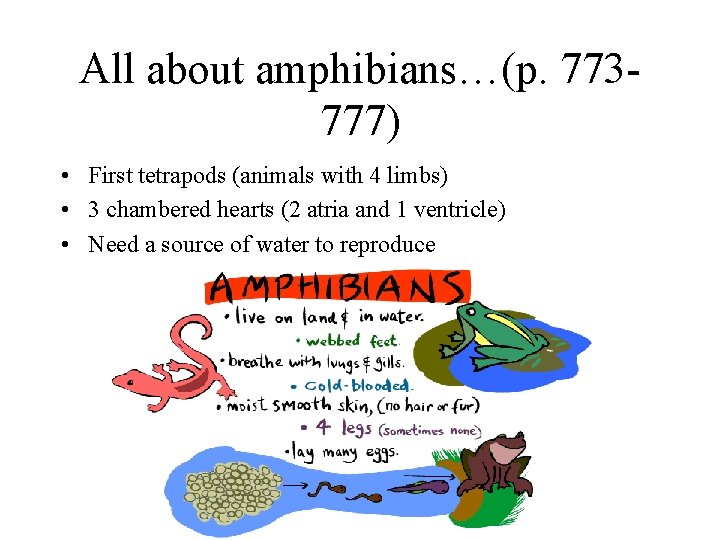 All about amphibians…(p. 773777) • First tetrapods (animals with 4 limbs) • 3 chambered