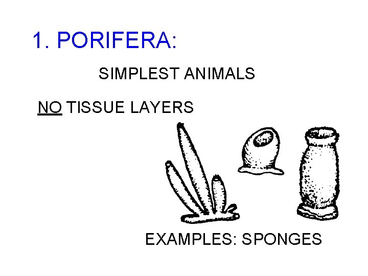 1. PORIFERA: SIMPLEST ANIMALS NO TISSUE LAYERS EXAMPLES: SPONGES 