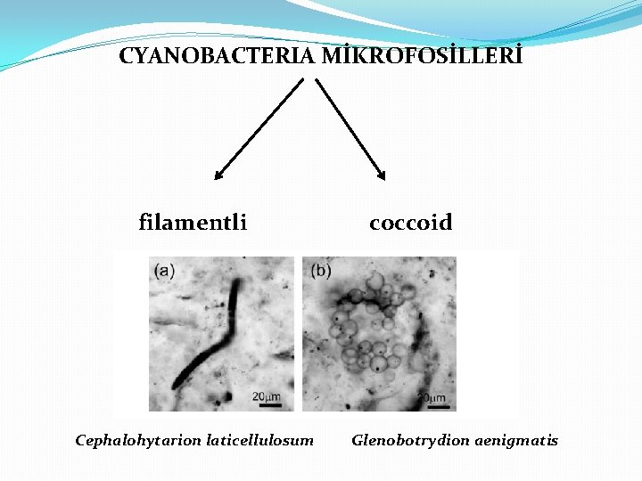 CYANOBACTERIA MİKROFOSİLLERİ filamentli Cephalohytarion laticellulosum coccoid Glenobotrydion aenigmatis 