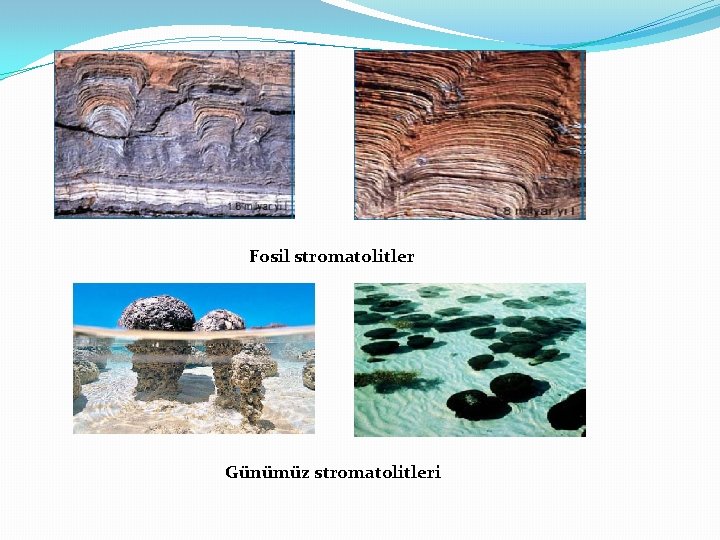 Fosil stromatolitler Günümüz stromatolitleri 