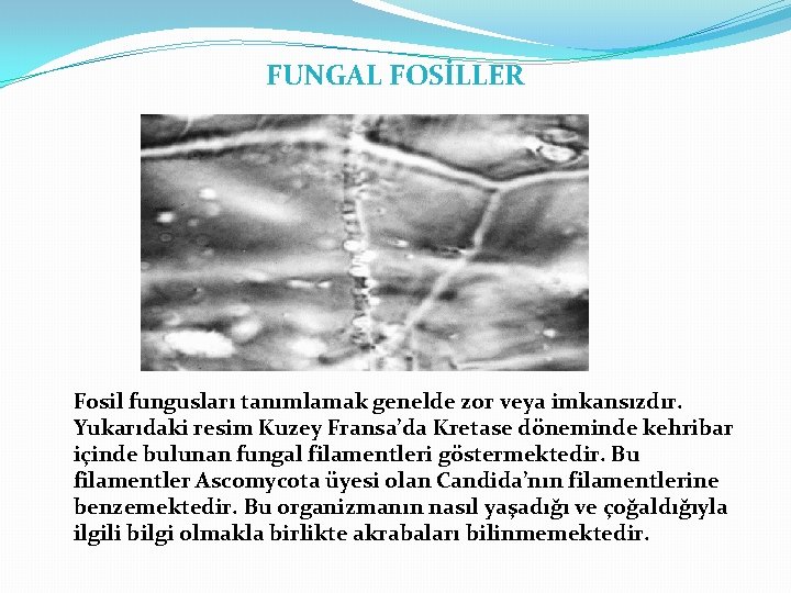 FUNGAL FOSİLLER Fosil fungusları tanımlamak genelde zor veya imkansızdır. Yukarıdaki resim Kuzey Fransa’da Kretase