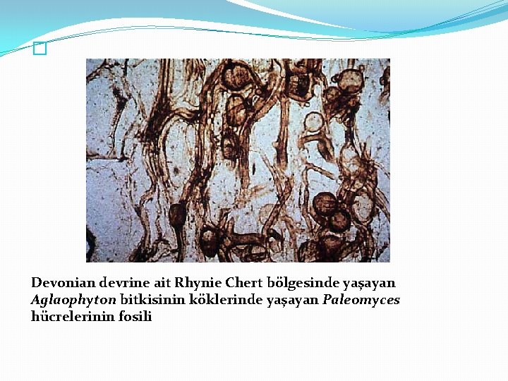 � Devonian devrine ait Rhynie Chert bölgesinde yaşayan Aglaophyton bitkisinin köklerinde yaşayan Paleomyces hücrelerinin