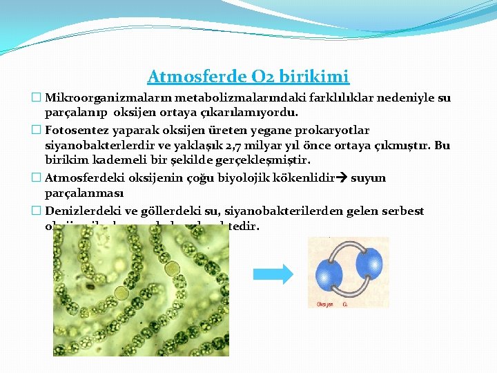 Atmosferde O 2 birikimi � Mikroorganizmaların metabolizmalarındaki farklılıklar nedeniyle su parçalanıp oksijen ortaya çıkarılamıyordu.