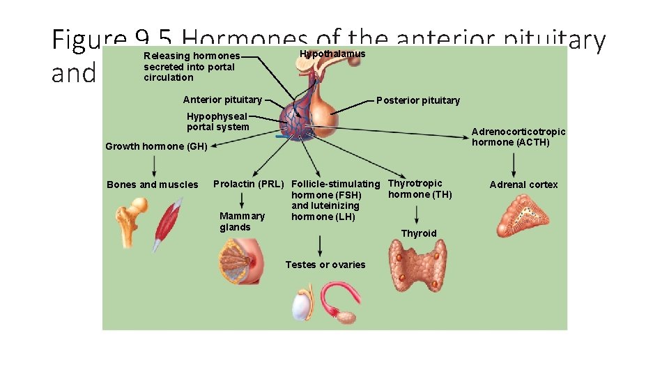 Figure 9. 5 Hormones of the anterior pituitary and their major target organs. Releasing