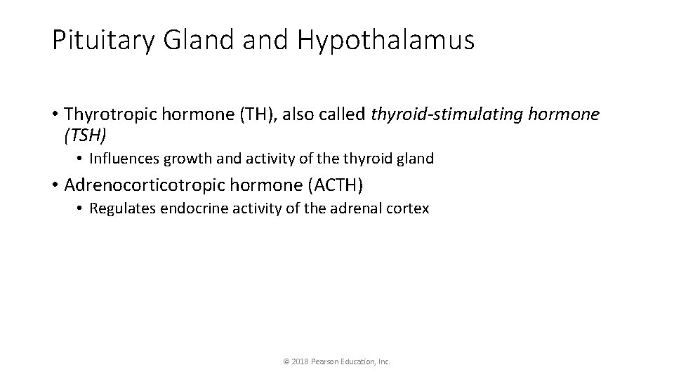 Pituitary Gland Hypothalamus • Thyrotropic hormone (TH), also called thyroid-stimulating hormone (TSH) • Influences