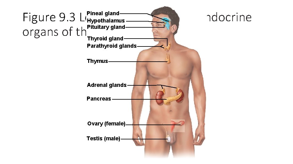 Figure 9. 3 Location of the major endocrine organs of the. Thyroid body. gland