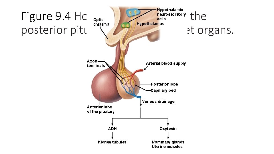 Hypothalamic neurosecretory cells Hypothalamus Figure 9. 4 Hormones released by the posterior pituitary and