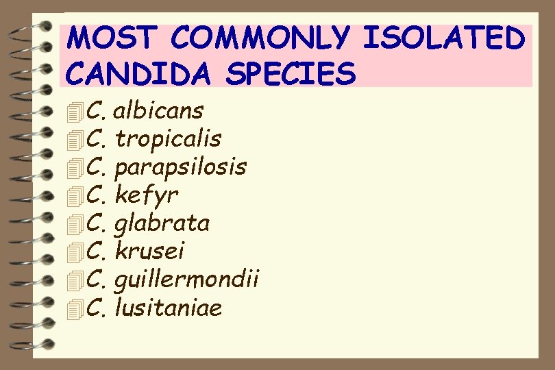 MOST COMMONLY ISOLATED CANDIDA SPECIES 4 C. albicans 4 C. tropicalis 4 C. parapsilosis