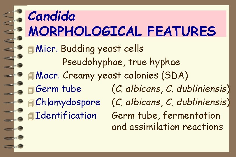 Candida MORPHOLOGICAL FEATURES 4 Micr. Budding yeast cells Pseudohyphae, true hyphae 4 Macr. Creamy