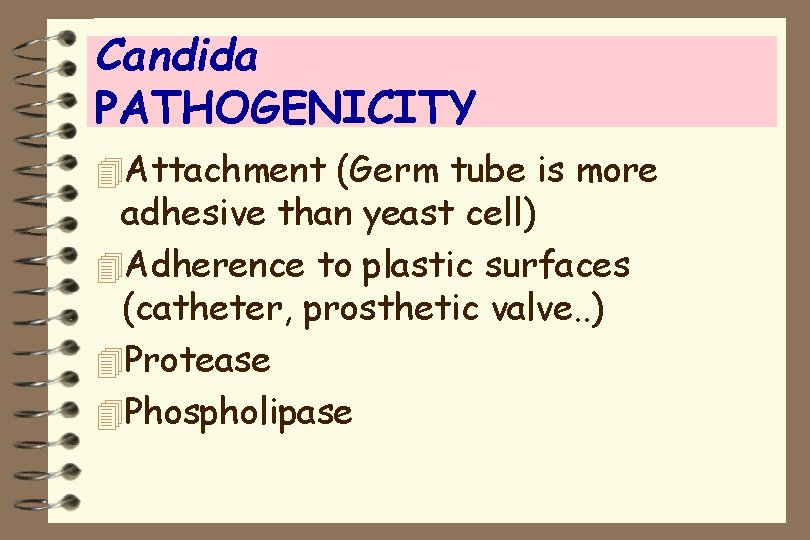 Candida PATHOGENICITY 4 Attachment (Germ tube is more adhesive than yeast cell) 4 Adherence