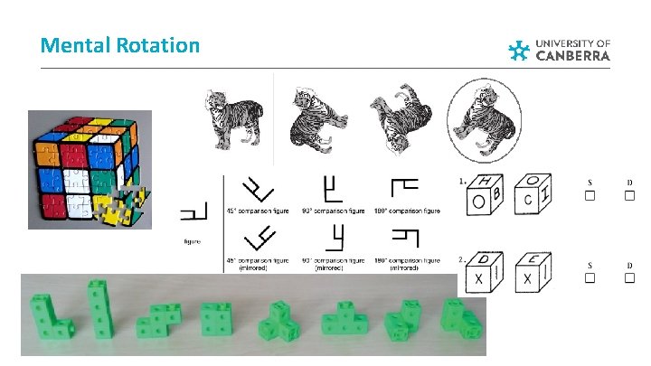 Mental Rotation Mental Rotation