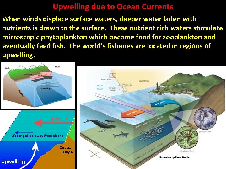 Upwelling due to Ocean Currents When winds displace surface waters, deeper water laden with