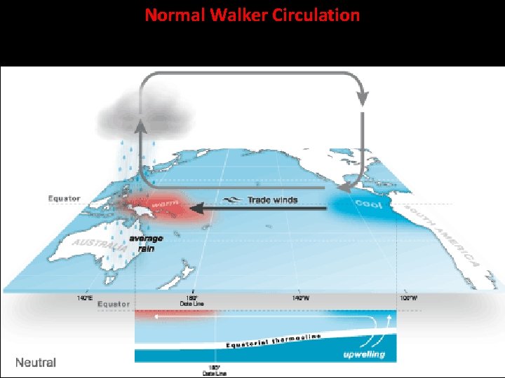 Normal Walker Circulation 