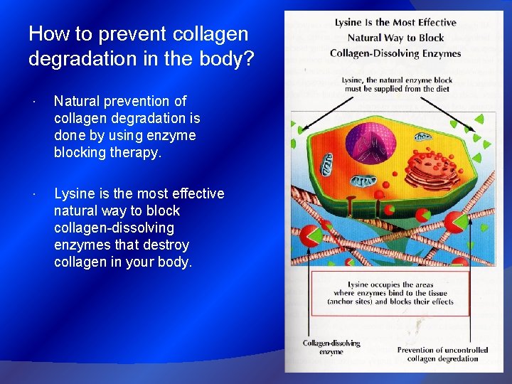 How to prevent collagen degradation in the body? Natural prevention of collagen degradation is