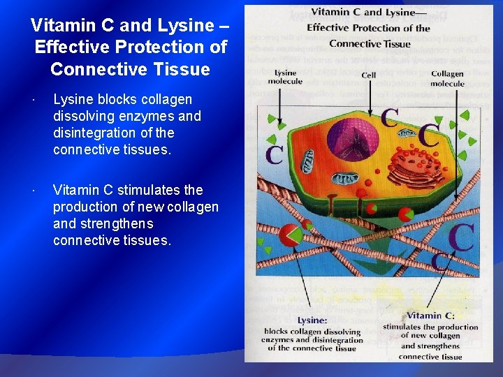 Vitamin C and Lysine – Effective Protection of Connective Tissue Lysine blocks collagen dissolving