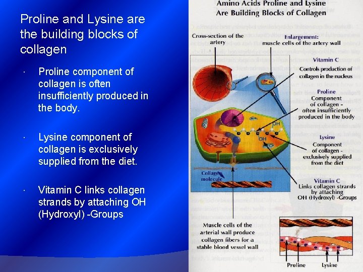 Proline and Lysine are the building blocks of collagen Proline component of collagen is