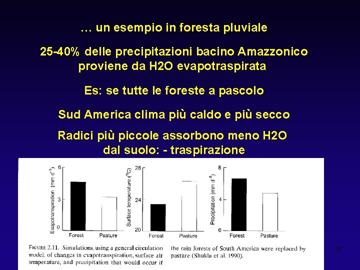 … un esempio in foresta pluviale 25 -40% delle precipitazioni bacino Amazzonico proviene da