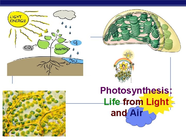 Photosynthesis: Life from Light and Air AP Biology 