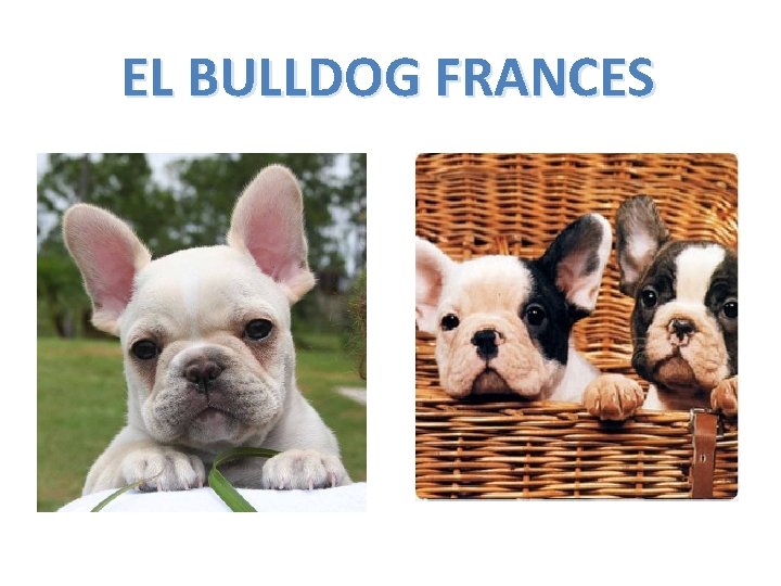 EL BULLDOG FRANCES 