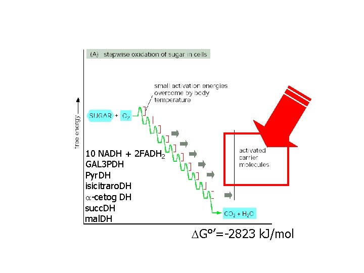 10 NADH + 2 FADH 2 GAL 3 PDH Pyr. DH isicitraro. DH a-cetog